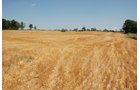 Property photo 2 - Land Auction - 62 Acres in 6 Tracts. Productive Tillable Land, Potential Commercial Sites, Investment Potential
