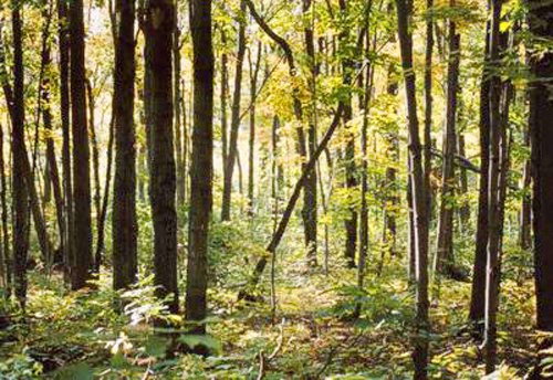 Property photo 2 - 72 Acres offered in 6 Tracts
