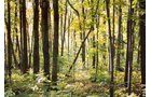 Property photo 2 - 72 Acres offered in 6 Tracts