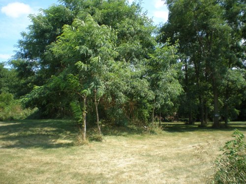 Property photo 10 - LAND AUCTION, 74+/- Acres in 4 Tracts