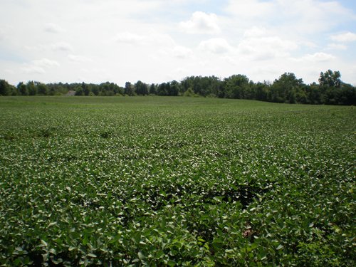Property photo 17 - LAND AUCTION, 74+/- Acres in 4 Tracts