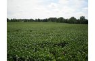 Property photo 17 - LAND AUCTION, 74+/- Acres in 4 Tracts