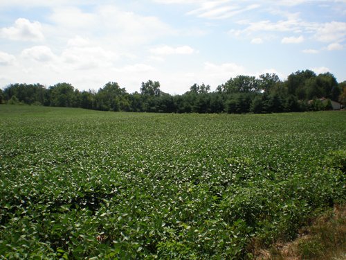 Property photo 16 - LAND AUCTION, 74+/- Acres in 4 Tracts
