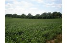 Property photo 16 - LAND AUCTION, 74+/- Acres in 4 Tracts