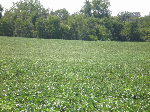 Property photo 9 - LAND AUCTION, 74+/- Acres in 4 Tracts
