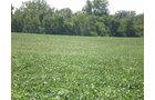 Property photo 9 - LAND AUCTION, 74+/- Acres in 4 Tracts