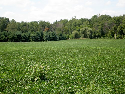 Property photo 14 - LAND AUCTION, 74+/- Acres in 4 Tracts