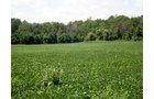 Property photo 14 - LAND AUCTION, 74+/- Acres in 4 Tracts