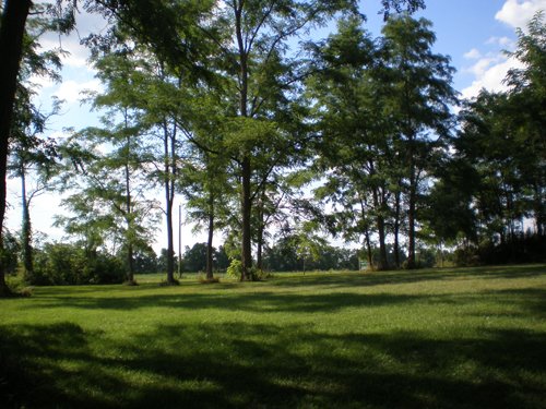 Property photo 3 - LAND AUCTION, 74+/- Acres in 4 Tracts