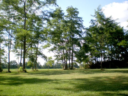 Property photo 2 - LAND AUCTION, 74+/- Acres in 4 Tracts