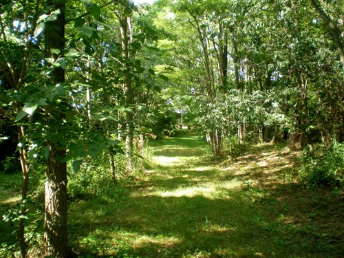 Property photo 6 - LAND AUCTION, 74+/- Acres in 4 Tracts
