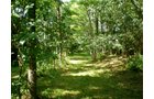 Property photo 6 - LAND AUCTION, 74+/- Acres in 4 Tracts