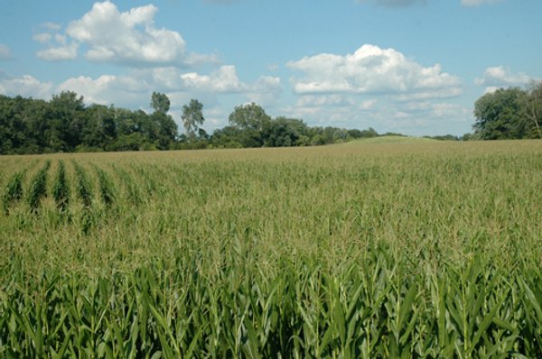 88+/- Acres Offered in 3 Tracts