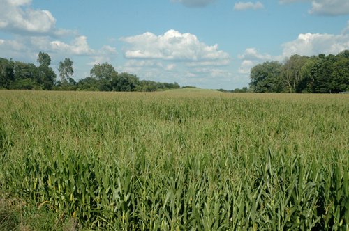Property photo 5 - 88+/- Acres Offered in 3 Tracts