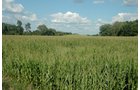 Property photo 5 - 88+/- Acres Offered in 3 Tracts
