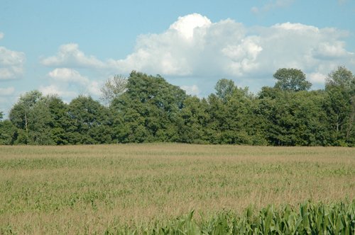 Property photo 1 - 88+/- Acres Offered in 3 Tracts