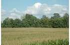 Property photo 1 - 88+/- Acres Offered in 3 Tracts