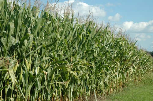Property photo 3 - 88+/- Acres Offered in 3 Tracts