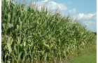 Property photo 3 - 88+/- Acres Offered in 3 Tracts