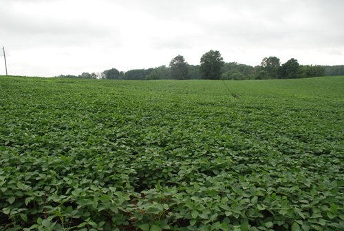 Property photo 16 - 97+/- Acres in 5 Tracts