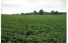 Property photo 16 - 97+/- Acres in 5 Tracts