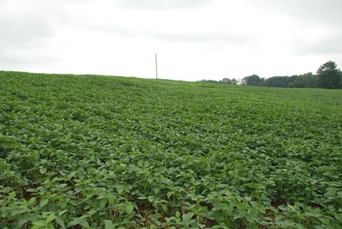 Property photo 20 - 97+/- Acres in 5 Tracts
