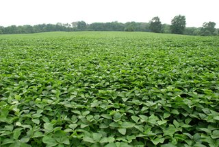 Fabiva, Lenawee County