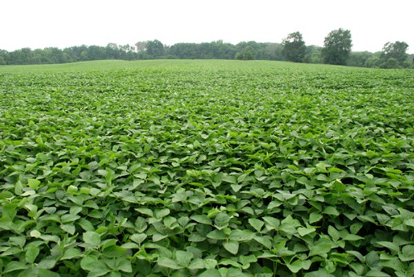 97+/- Acres in 5 Tracts