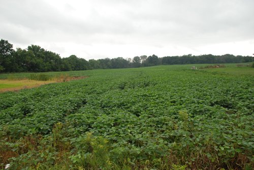 Property photo 2 - 97+/- Acres in 5 Tracts