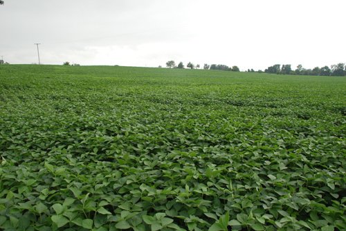 Property photo 4 - 97+/- Acres in 5 Tracts
