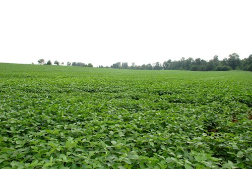 Property photo 1 - 97+/- Acres in 5 Tracts