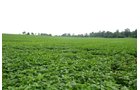 Property photo 1 - 97+/- Acres in 5 Tracts