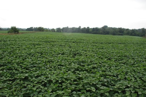 Property photo 11 - 97+/- Acres in 5 Tracts