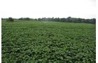Property photo 11 - 97+/- Acres in 5 Tracts