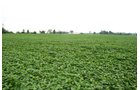 Property photo 22 - 97+/- Acres in 5 Tracts