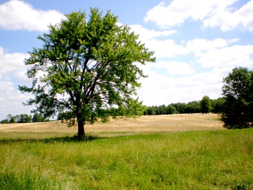 Property photo 31 - 385+/- Contiguous Acres Offered in 7 Tracts