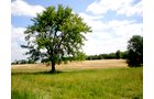 Property photo 31 - 385+/- Contiguous Acres Offered in 7 Tracts