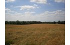 Property photo 5 - 385+/- Contiguous Acres Offered in 7 Tracts