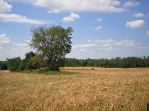 Property photo 43 - 385+/- Contiguous Acres Offered in 7 Tracts
