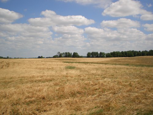 Property photo 41 - 385+/- Contiguous Acres Offered in 7 Tracts
