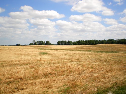 Property photo 21 - 385+/- Contiguous Acres Offered in 7 Tracts