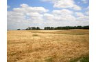 Property photo 21 - 385+/- Contiguous Acres Offered in 7 Tracts