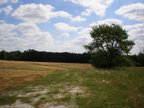 Property photo 66 - 385+/- Contiguous Acres Offered in 7 Tracts
