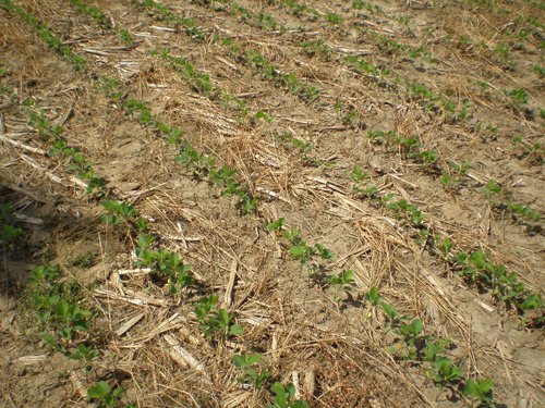Property photo 14 - 385+/- Contiguous Acres Offered in 7 Tracts