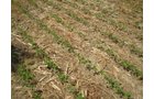 Property photo 14 - 385+/- Contiguous Acres Offered in 7 Tracts