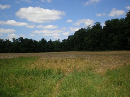 Property photo 81 - 385+/- Contiguous Acres Offered in 7 Tracts