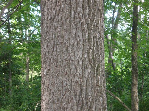 Property photo 29 - 385+/- Contiguous Acres Offered in 7 Tracts
