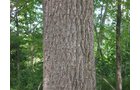 Property photo 29 - 385+/- Contiguous Acres Offered in 7 Tracts