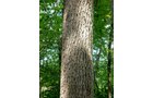 Property photo 51 - 385+/- Contiguous Acres Offered in 7 Tracts