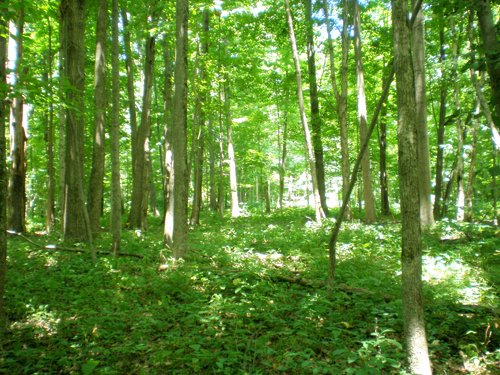 Property photo 49 - 385+/- Contiguous Acres Offered in 7 Tracts